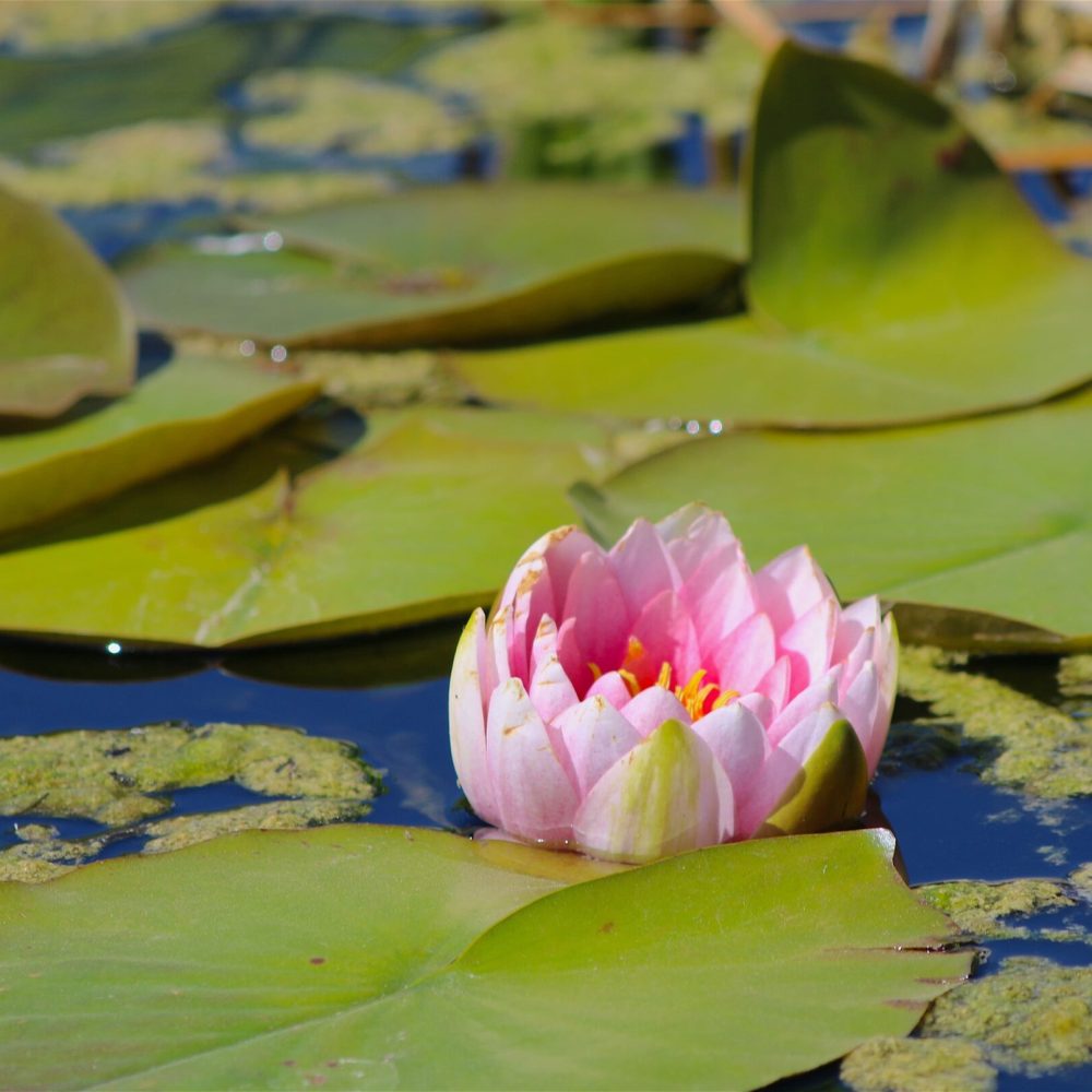 natural-background-image-of-beautiful-pink-lotus-f-2022-11-07-07-09-10-utc